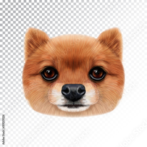 Vector Illustrated face of Pomeranian Spitz Dog.