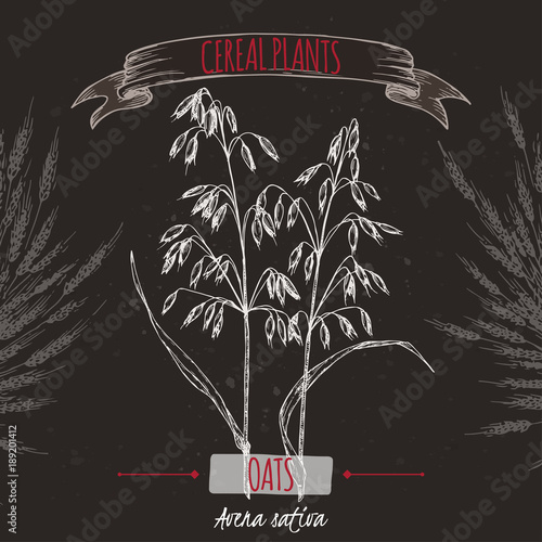 Common oats aka Avena sativa sketch on black. Cereal plants collection.