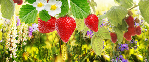 garden strawberry with raspberry