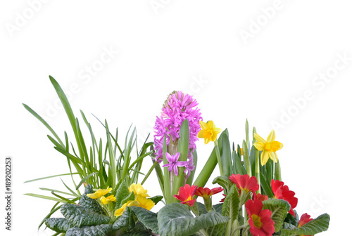 hyacinth  primrose and  daffodils blooming on white background 