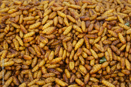 Thailand street food  insects fried  delicious appetizer, Pupa of silkworm fried. © pitchypix