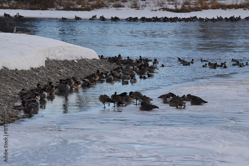 Canadian Geese on ice near open water