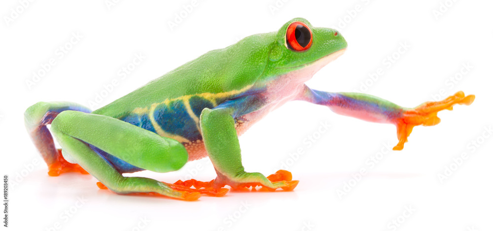 Obraz premium Red eyed tree frog Agalychnis callydrias przeszukiwania lub sięgania po coś na białym tle na białym tle.