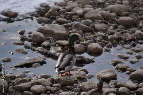 Mallard Ducks on Rocks and in Water © royalkangas
