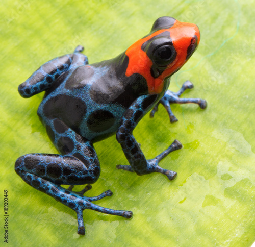 red headed poison dart frog, Ranitomeya benedicta from the tropical Amazon rain forest. Macro of a beautiful small frog with blue netting