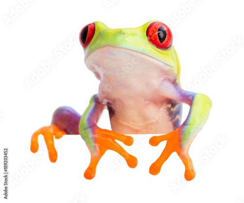 Red eyed monkey tree frog, from the rain forest of Panama and Costa Rica isolated on white. Agalychnis callidryas