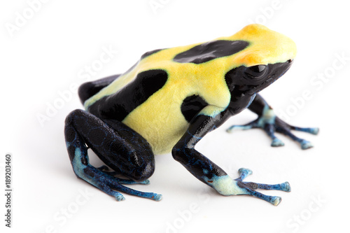 Yellow back poison dart frog Dendrobates tinctorius from the tropical Amazon rain forest of Suriname. Exotic animal isolated on white background.