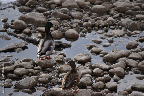 Mallard Ducks on Rocks and in Water © royalkangas