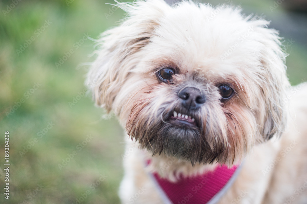 Shi tzu out walking Shi tzu out walking