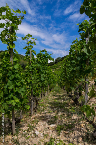 Path in a middle of French wineyard in Rhone Vallee region.