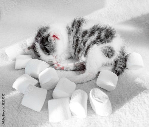 A cute little kitten sleeps on a white carpet marshmallow background. Cute sleeping kitty sweets nbackground photo