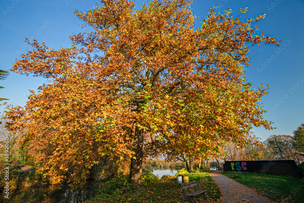 Yellow, red, an explosion of Autumn colors in an afternoon in the park. Yellow, red, an explosion of Autumn colors in an afternoon in the park.