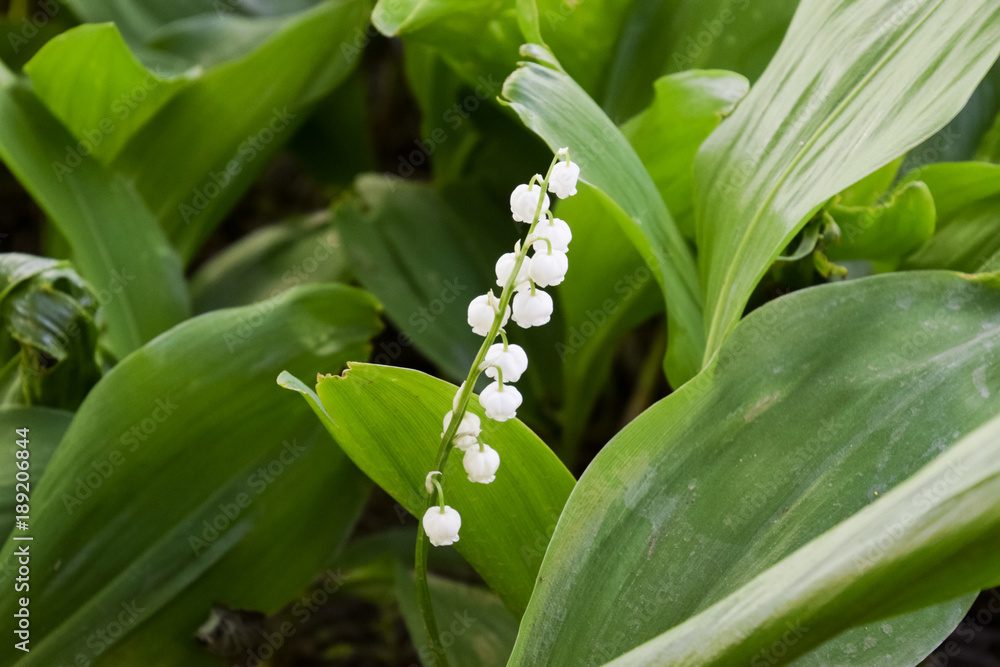Flowering of lilies of the a valley. Flowering of lilies of the a valley.