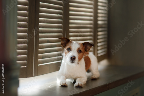 Jack Russell Terrier on the window sill