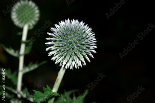 Head of a blue field flower - Echinops - growing on a sunny day. Medicinal plant. Empty space for holiday text.