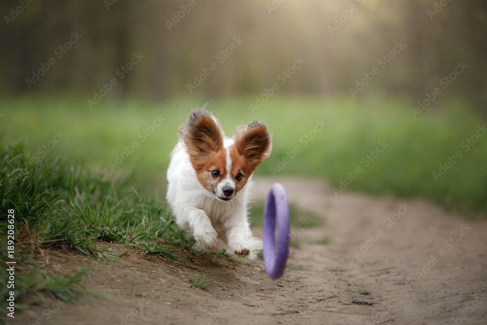 Papillon dog in the forest Papillon dog in the forest
