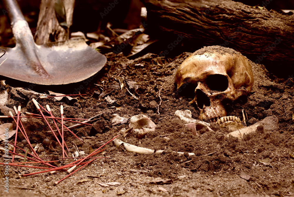 Skull and bones digged from pit in the scary graveyard