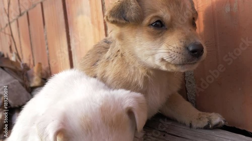 Wallpaper Mural Two young cute puppies Torontodigital.ca
