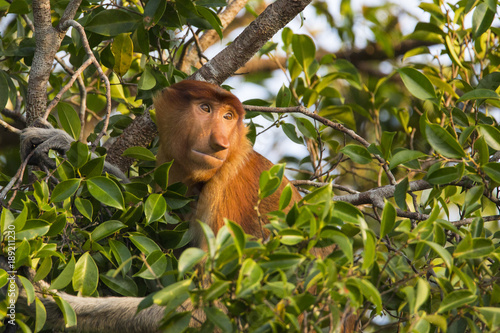 Orangutan in the wild
