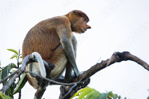 Orangutan in the wild