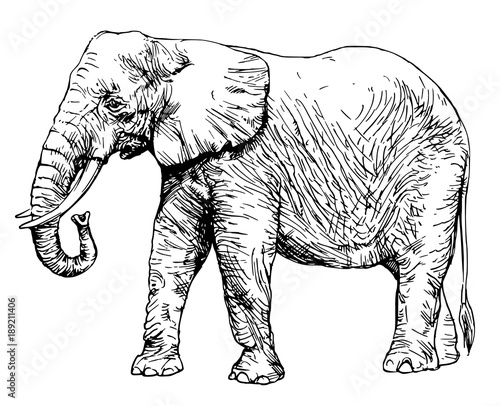 african elephant isolated on white.