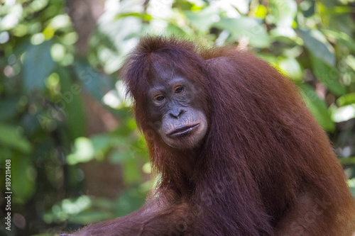 Orangutan in the wild