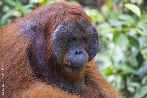 Orangutan in the wild