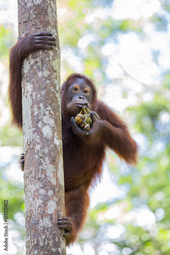 Orangutan in the wild