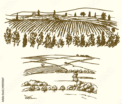 Vineyard, agricultural landscape.