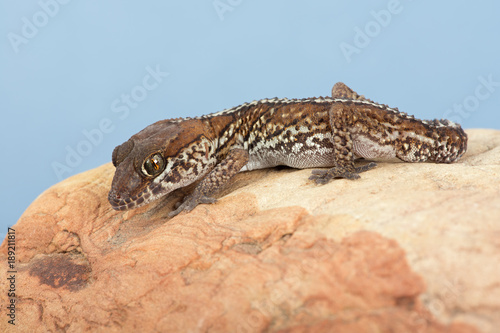 Ocelot Gecko (Paroedura pictus)/Madagascar Ground Gecko basking on rock photo