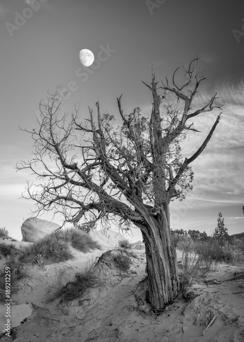 Tree and Moon Utah Desert photo