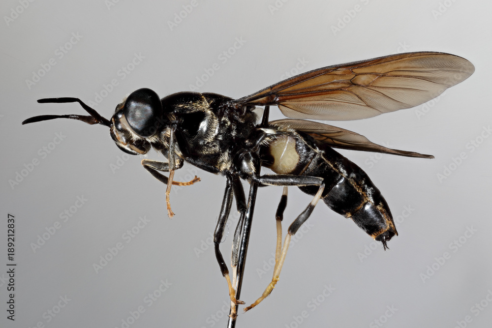 Fototapeta premium dasypogon des dunes présenté en macro