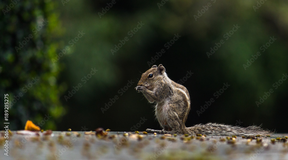 indian palm squirrel