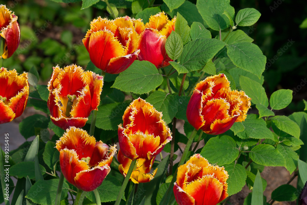 red-orange tulips closeup in the garden among the leaves