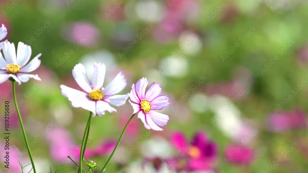 Beautiful pink cosmos flower blooming in garden. Beautiful pink cosmos flower blooming in garden.