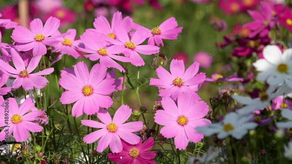 Beautiful pink cosmos flower blooming in garden. Beautiful pink cosmos flower blooming in garden.