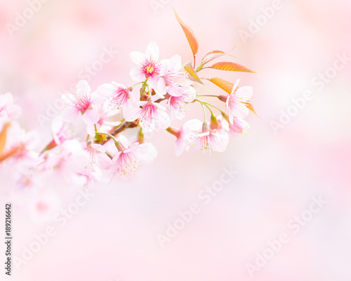 Wild Himalayan Cherry Blossom flowers in spring forest season with beautiful soft bokeh white light  blurry pink background and copy space for text decoration or insertion  spring natural object