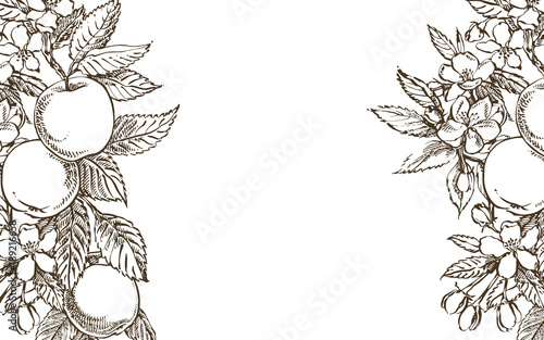 Vector card spring. Black and white blooming branches of apple tree.