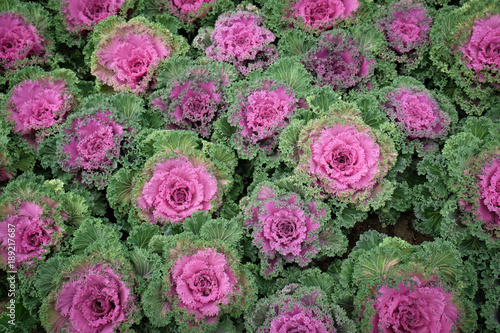 Multicolor decorative cabbage in blossom - Fresh cabbage growing in the garden.