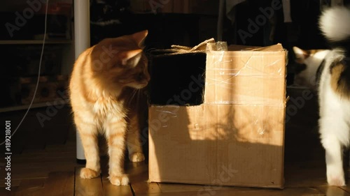 Two cats play with a cardboard box, 4k photo