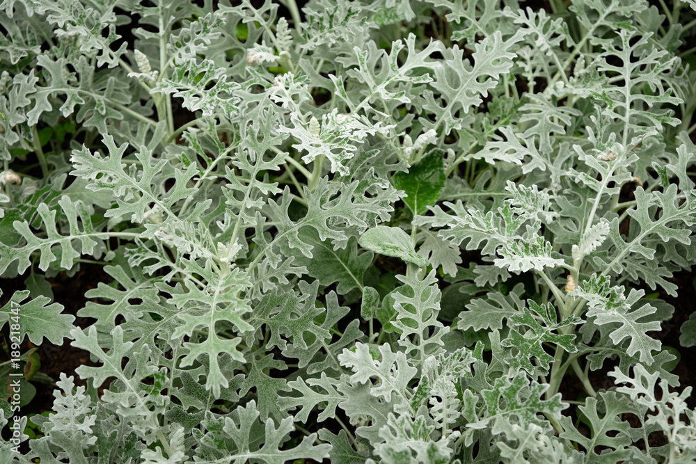 Cineraria silver, Cineraria maritime varieties of silver dust in the garden. Cineraria silver, Cineraria maritime varieties of silver dust in the garden.