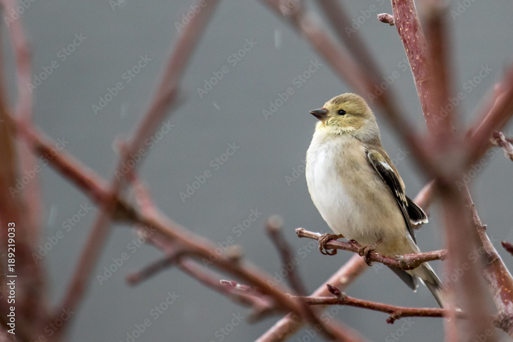 American Goldfinch perched on a tree branch American Goldfinch perched on a tree branch