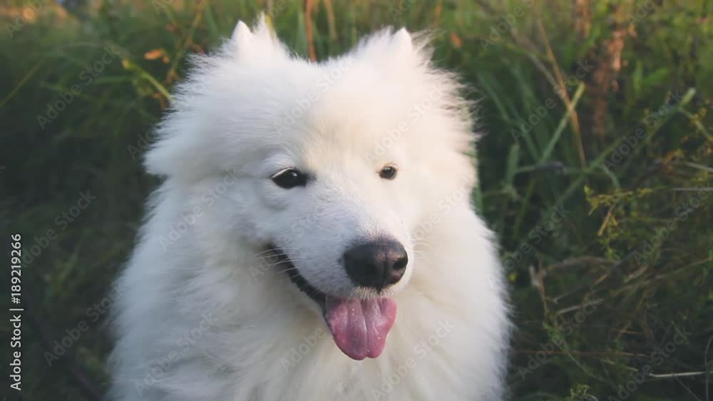 muzzle of a large white and fluffy dog close-up, husky samoyed muzzle of a large white and fluffy dog close-up, husky samoyed