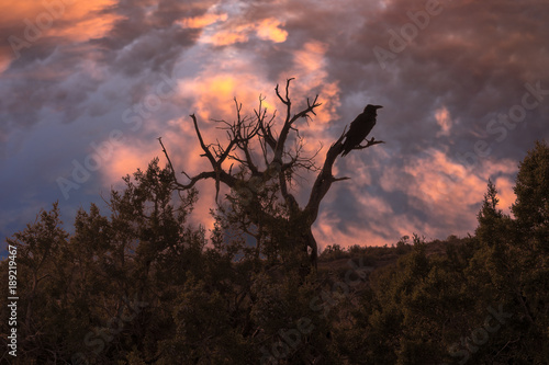 Silhouette of a crow and tree with a brilliant sunset