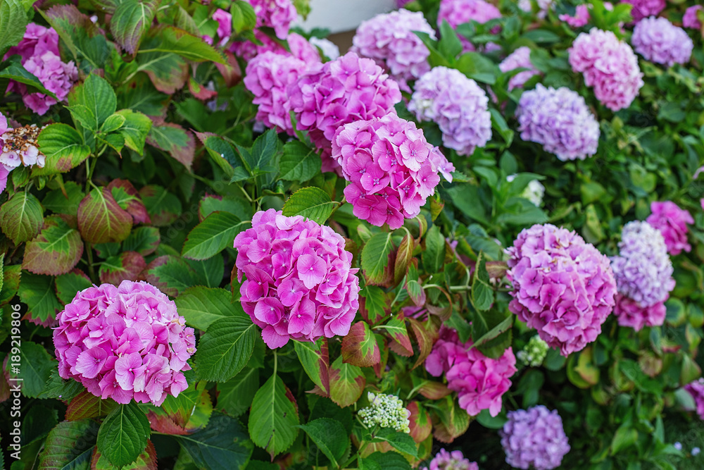 Hydrangea is pink, blue, lilac, violet, purple, white flowers are blooming in spring and summer in garden. Hydrangea is pink, blue, lilac, violet, purple, white flowers are blooming in spring and summer in garden.
