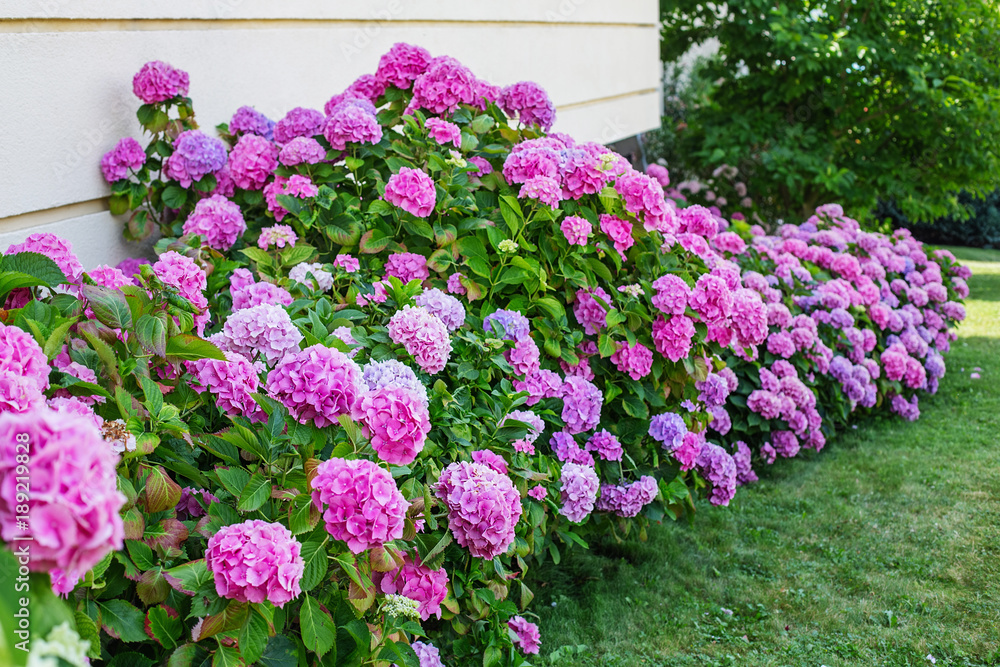 Hydrangea is pink, blue, lilac, violet, purple, white flowers are blooming in spring and summer in garden.