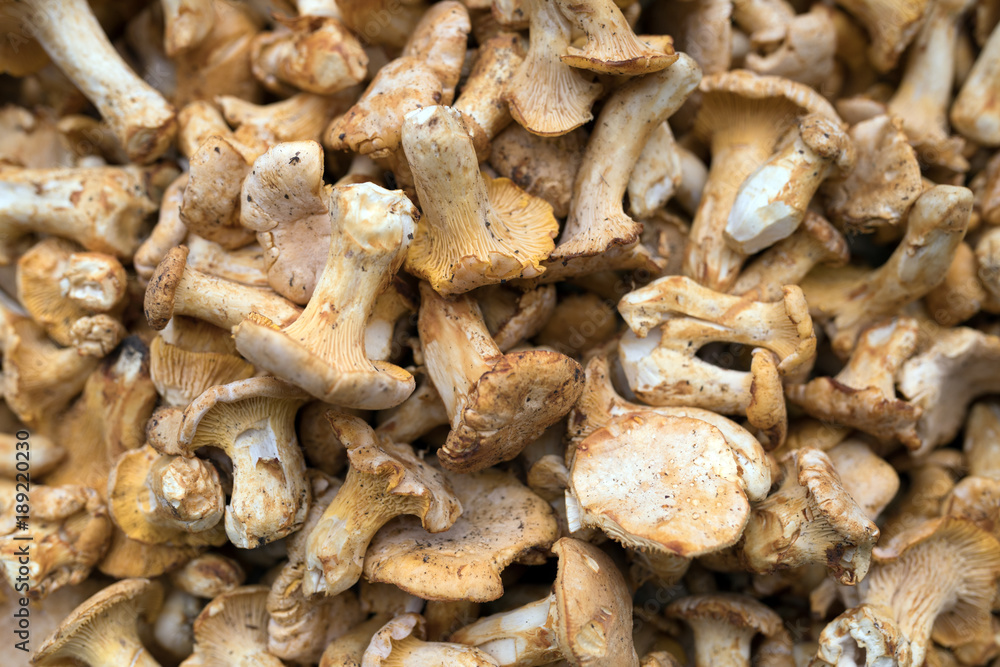 Close up picture of forest mushroom boletus Close up picture of forest mushroom boletus