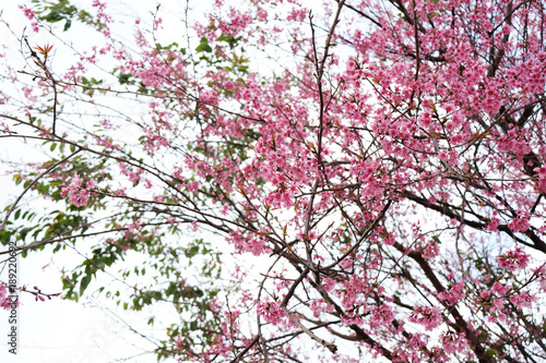Cherry Blossom Thai Sakura pink flower during winter in ChiangMai Province, Thaniland © Konkapp