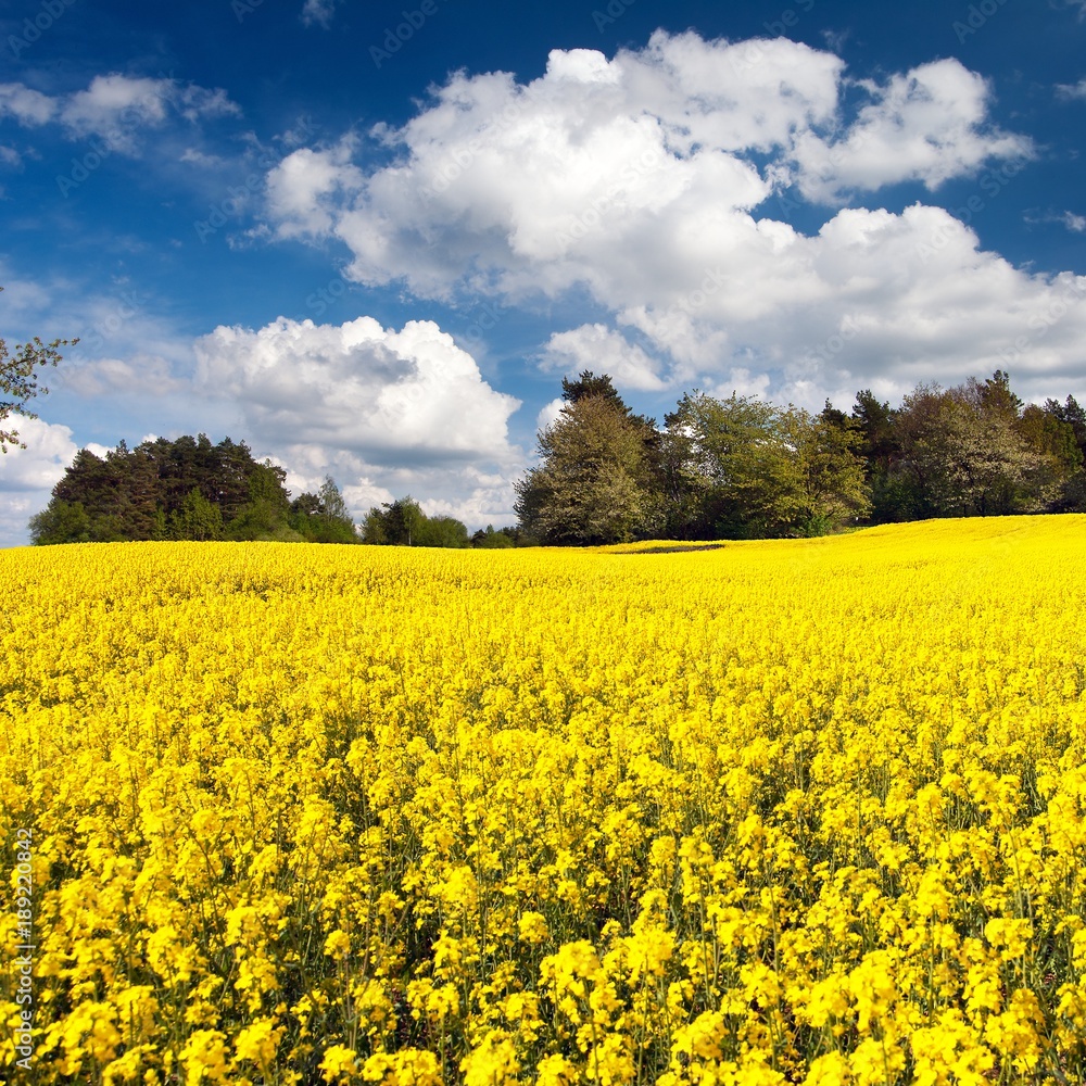 Field of rapeseed, canola or colza