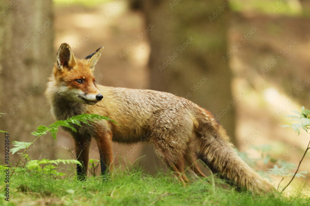 Red fox with orange fur coat animal in the nature habitat - Vulpes vulpes Red fox with orange fur coat animal in the nature habitat - Vulpes vulpes